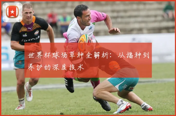 世界杯球场草种全解析：从播种到养护的深度技术